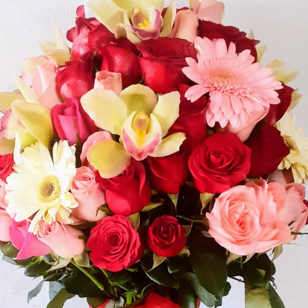 Royal Romance Orchid Garden