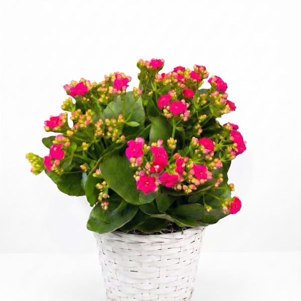 Pink flowering plant in a white woven basket planter