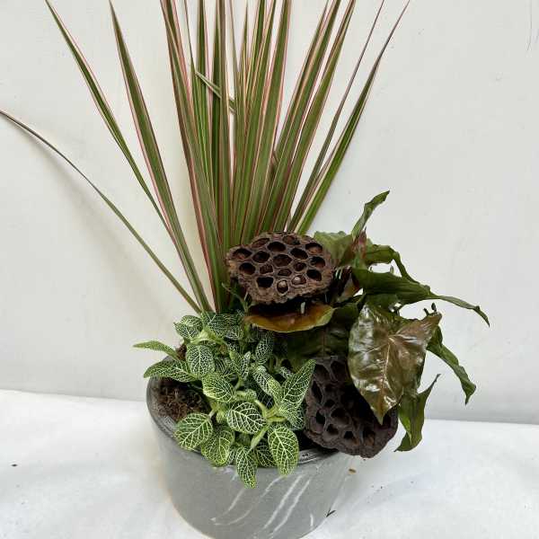 Potted plant arrangement with spiky red-edged leaves and assorted foliage in a gray container