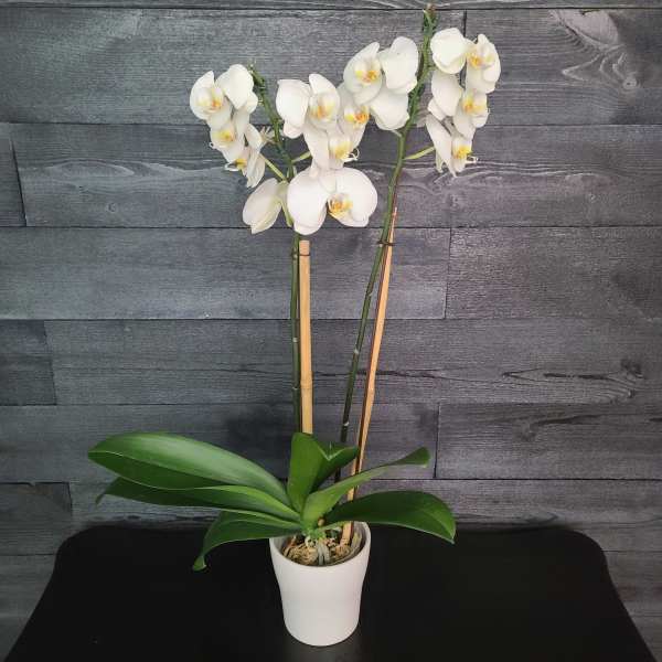 White Double Orchid Stem Plant