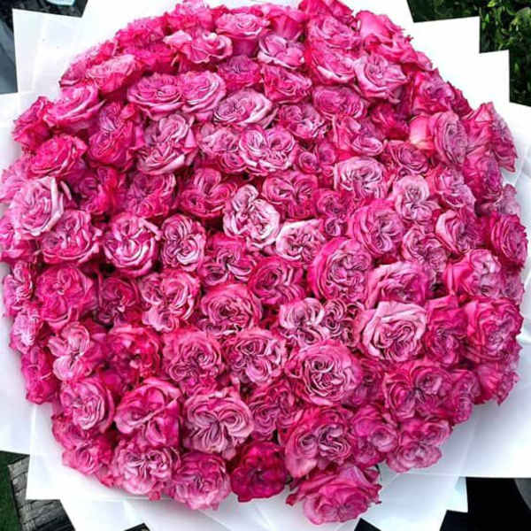 Pink heaven