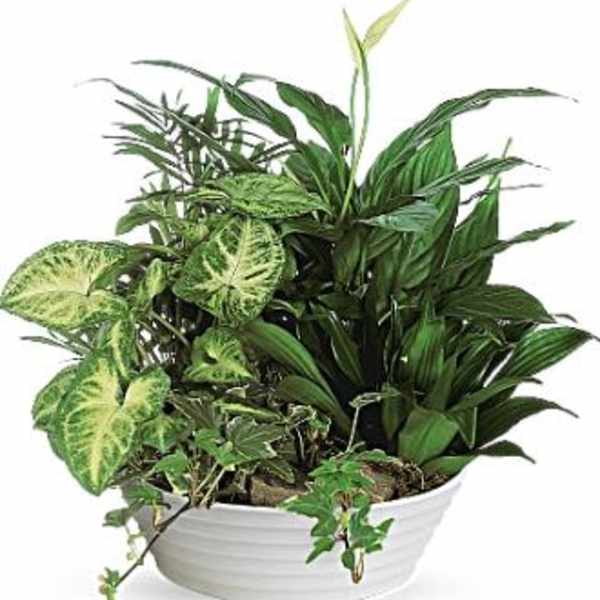 Mixed green houseplants arranged in a low white ceramic bowl