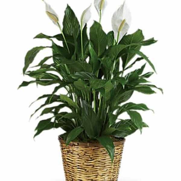 Potted peace lily plant with white blooms in a woven basket