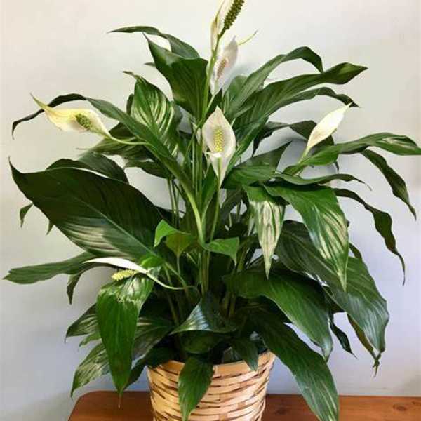 Potted peace lily with white blooms in a woven basket
