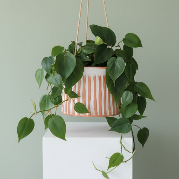 Hanging Pothos