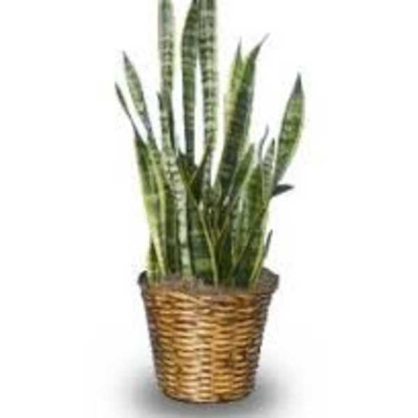 Potted snake plant in a woven basket planter