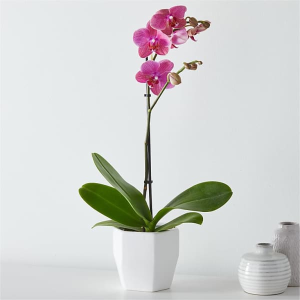 Pink orchid plant in a white pot