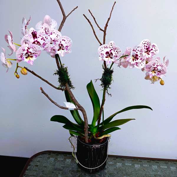 Potted orchid arrangement with pink-speckled blooms and broad green leaves