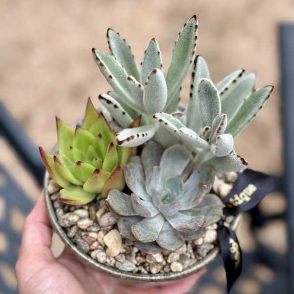 5" Succulent Garden in Low Ceramic Bowl