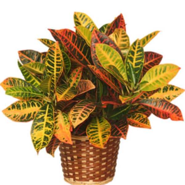 Potted croton plant with multicolored leaves in a woven basket