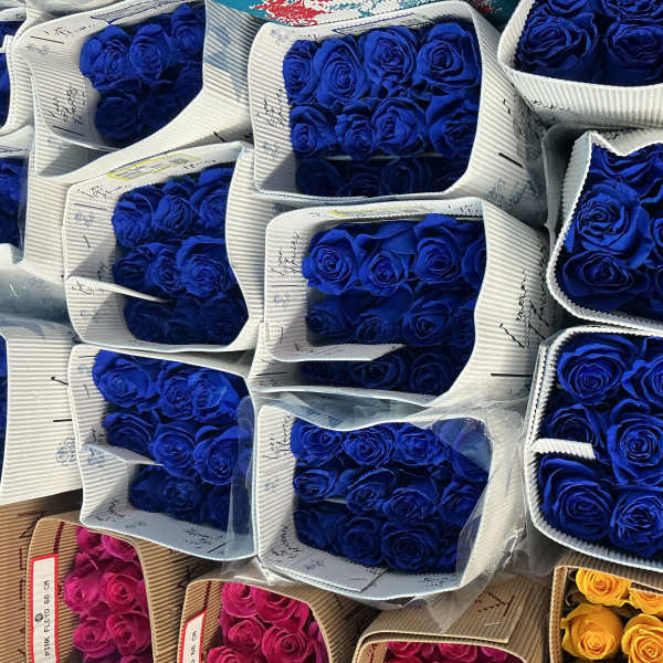 Bunch of blue roses