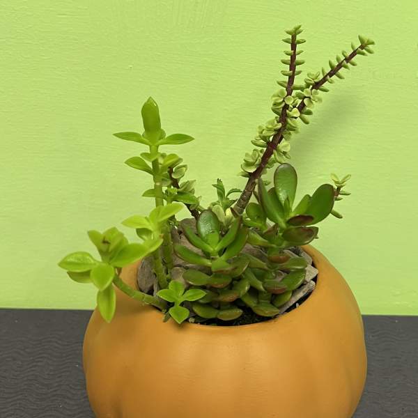 Succulent plant in a round orange pumpkin-shaped pot