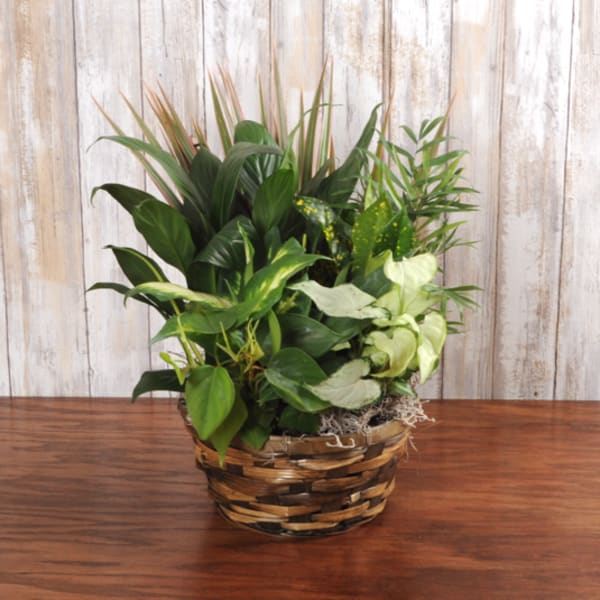 Assorted green houseplants arranged in a woven basket planter