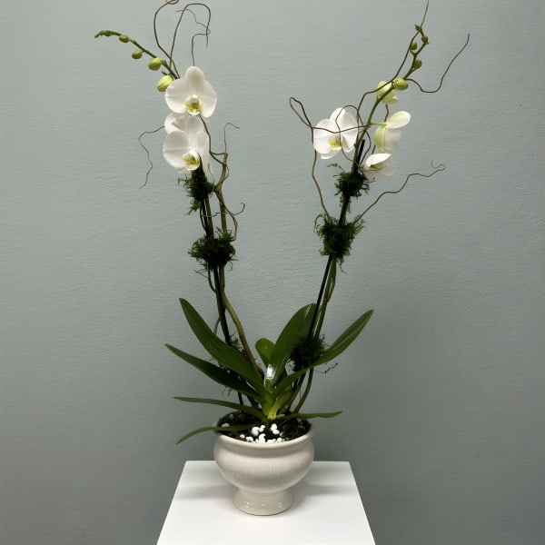 White Phalaenopsis Orchid