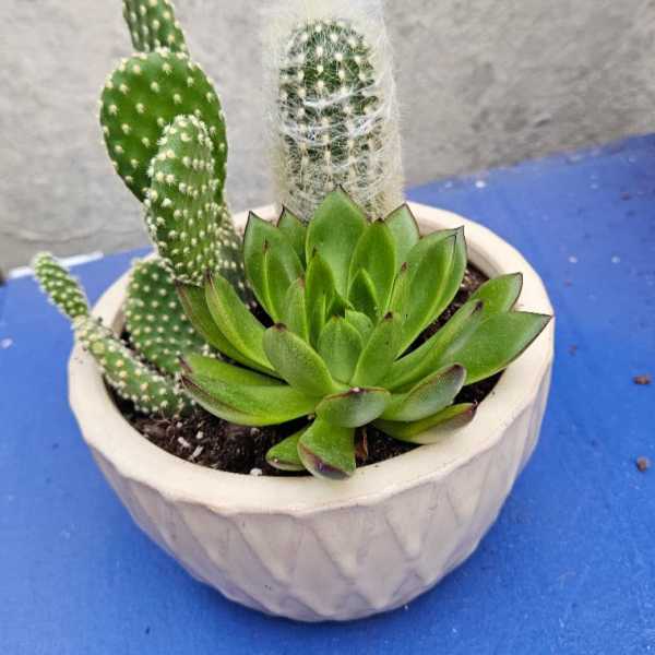 Desert Oasis Planter