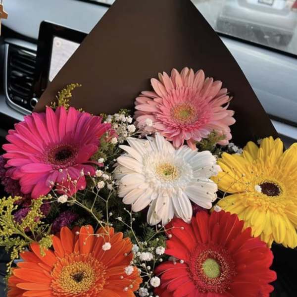 Wild Daisy