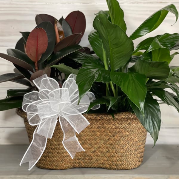 Two leafy potted plants in a woven basket with a white ribbon bow