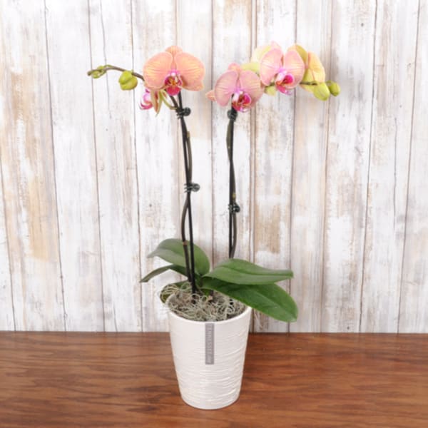 Potted pink and yellow phalaenopsis orchid with two tall stems in a white textured planter