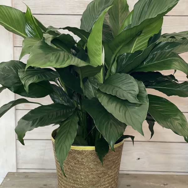 Large green potted plant in a woven basket planter
