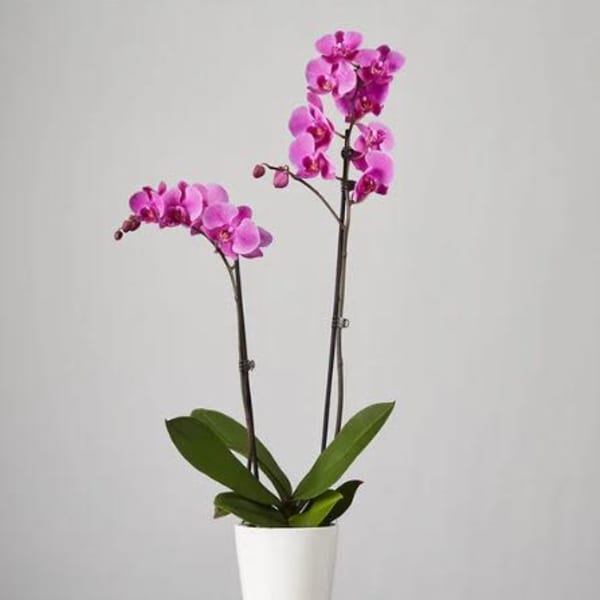 Two Stem Purple Phalaenopsis Orchid