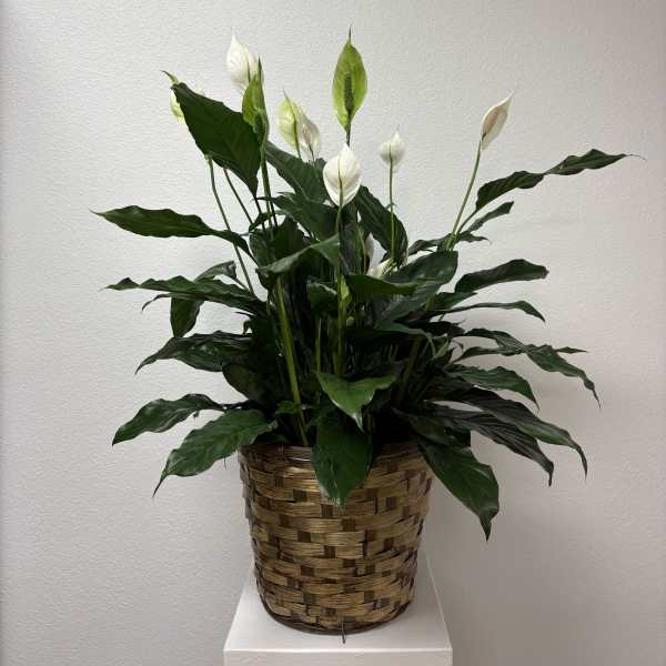 White peace lilies in a woven basket planter