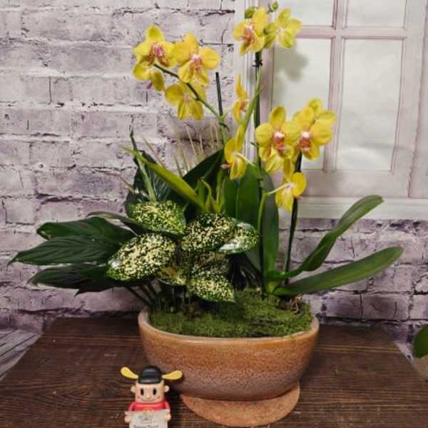 Graceful Orchid Dish Garden