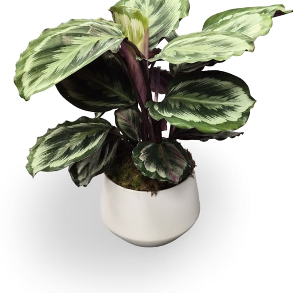 6" Calathea Plant
