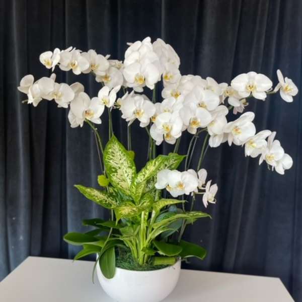 White orchids arranged in a white bowl planter