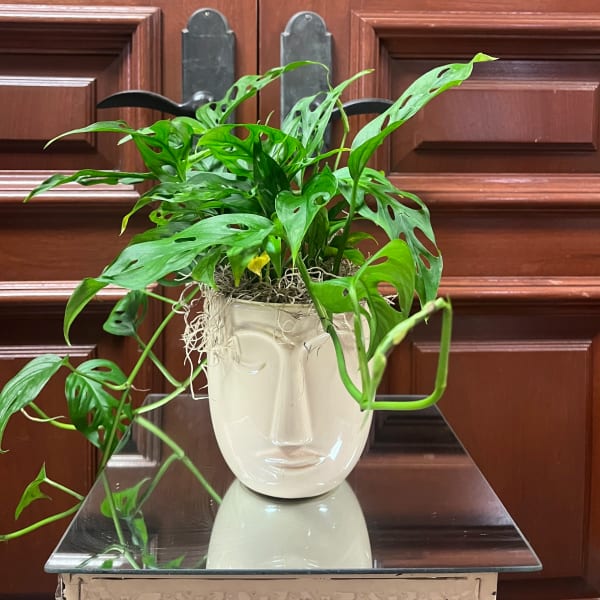 Potted trailing plant in a white face-shaped vase