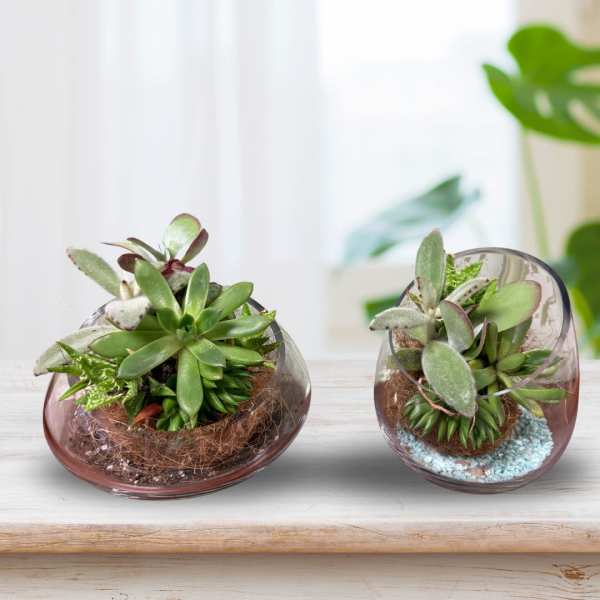 Two small succulent arrangements in round glass bowls