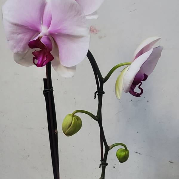 Potted pink and white orchid plant with blooms and buds