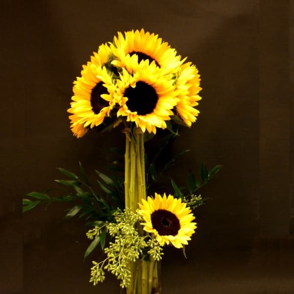 Tall sunflower arrangement in a glass vase with decorative stones