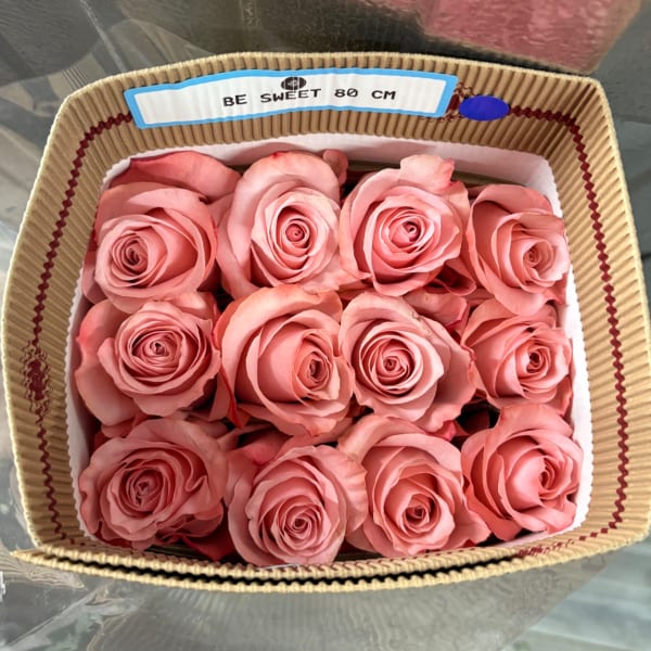 PINK BUNDLE