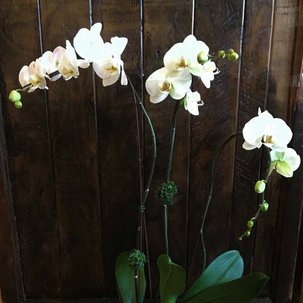 White orchids in a black planter with succulents and moss