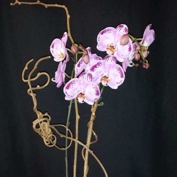 Pink orchids in a textured square pot with curly branches