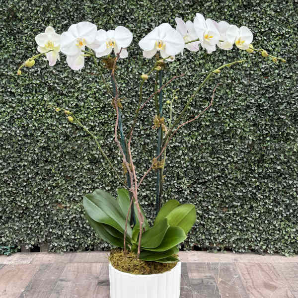 ORCHID OASIS (WHITE)
