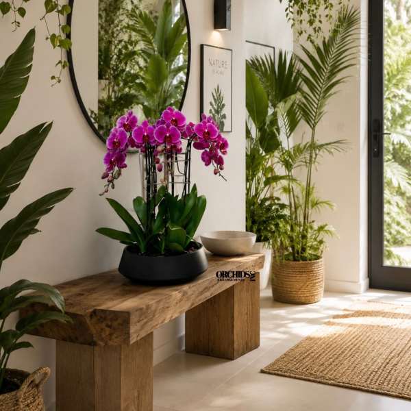 Pink orchids in a black planter on a wooden bench in a bright room