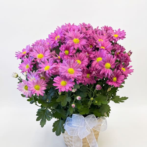 Pink daisy bouquet in a woven basket with a white ribbon