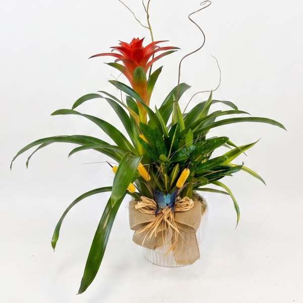 Tropical plant arrangement with a red bromeliad in a wrapped pot