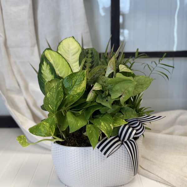 Potted green houseplant arrangement in a white textured container with a striped ribbon