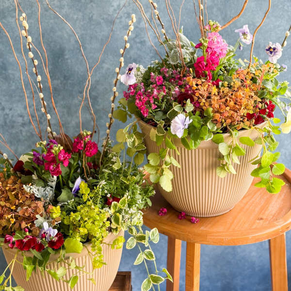 Two mixed floral arrangements in ribbed beige pots with tall curly branches
