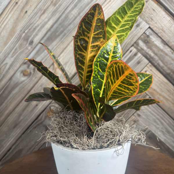 Ember Glow Croton