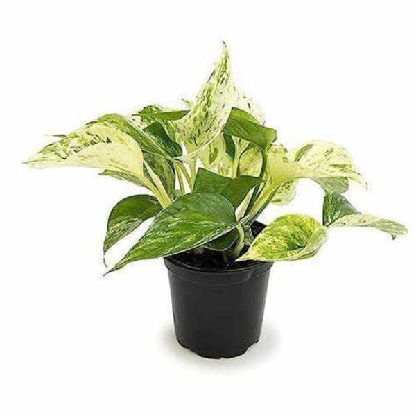 Potted variegated houseplant in a black nursery pot