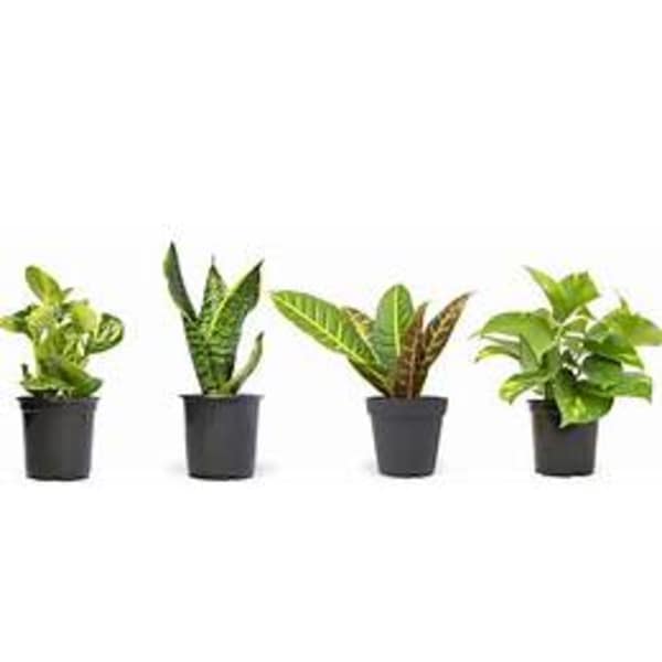Green Plant