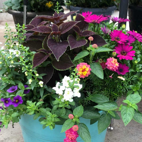 Mixed flowering planter in a turquoise pot with purple and pink blooms