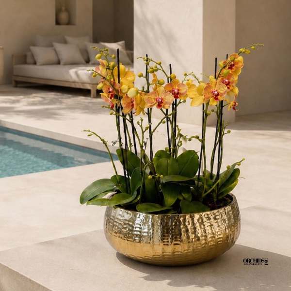 Peach Phalaenopsis Orchid Arrangement – 11 Stem Designer Arrangement