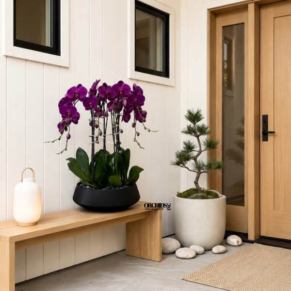 Purple orchids in a black planter beside a small potted tree and lantern