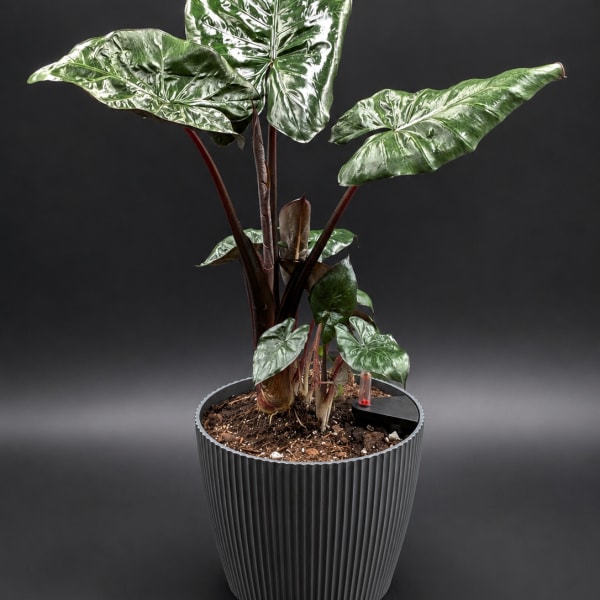 Potted tropical plant with large glossy green leaves in a ribbed gray planter