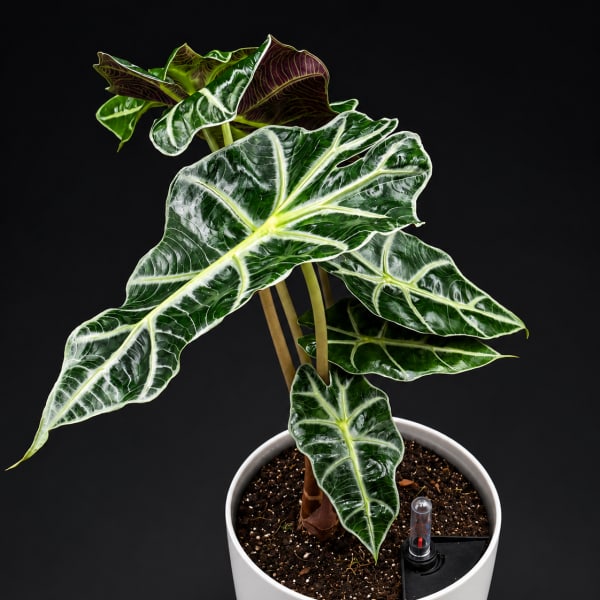 Potted tropical plant with large variegated leaves in a white planter