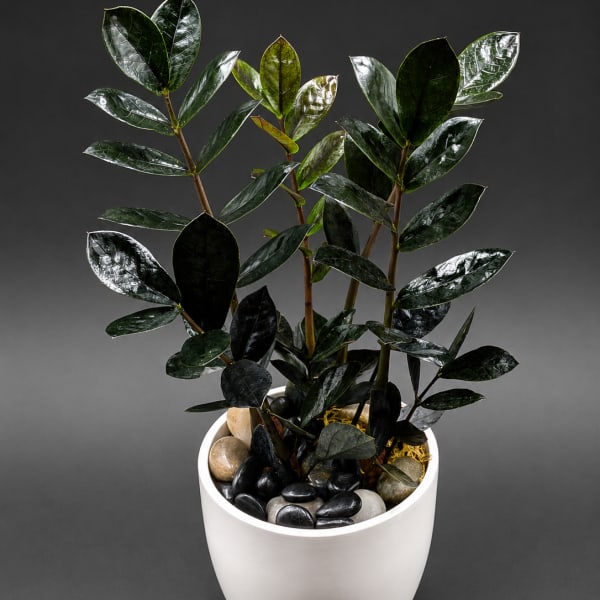 Potted plant with glossy dark green leaves in a white ceramic pot